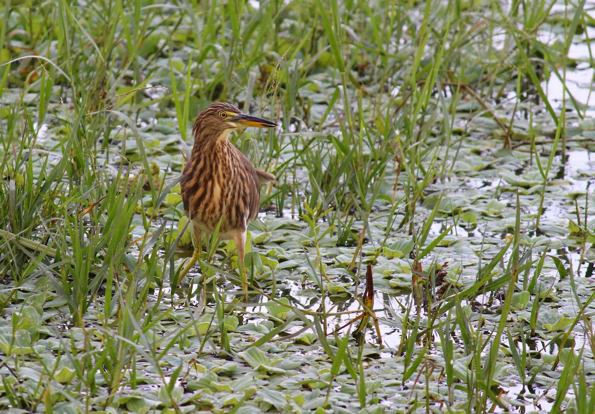 Indian Pond-Heron - ML610729412