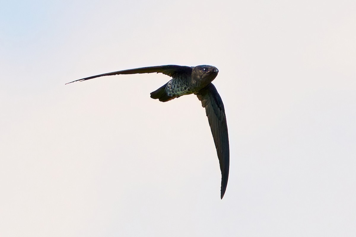 Plume-toed Swiftlet - ML610729447