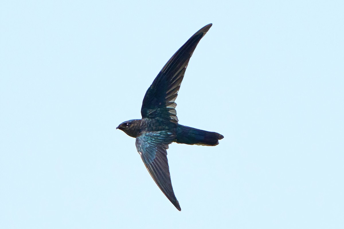 Plume-toed Swiftlet - Yuh Woei Chong