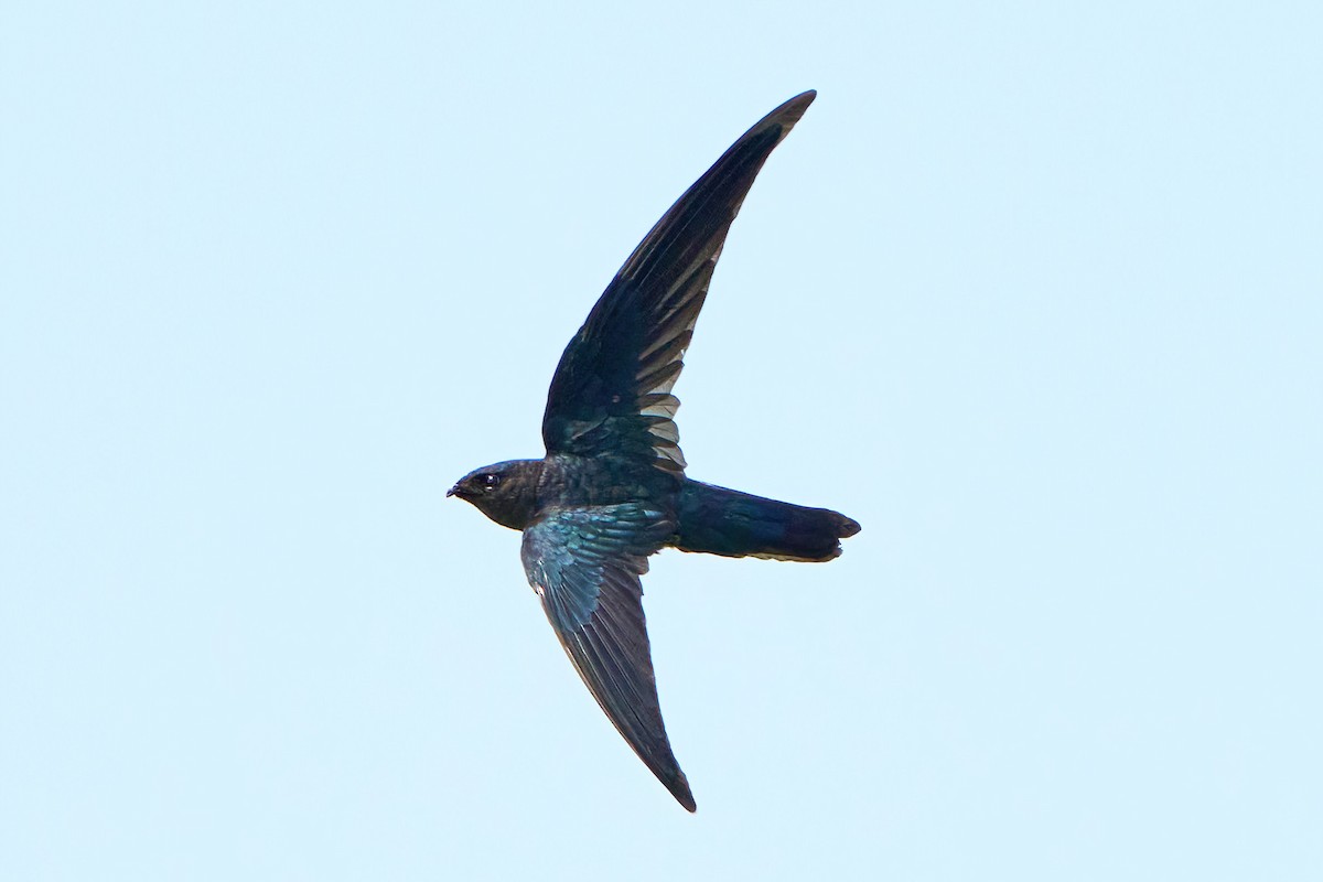 Plume-toed Swiftlet - ML610729452