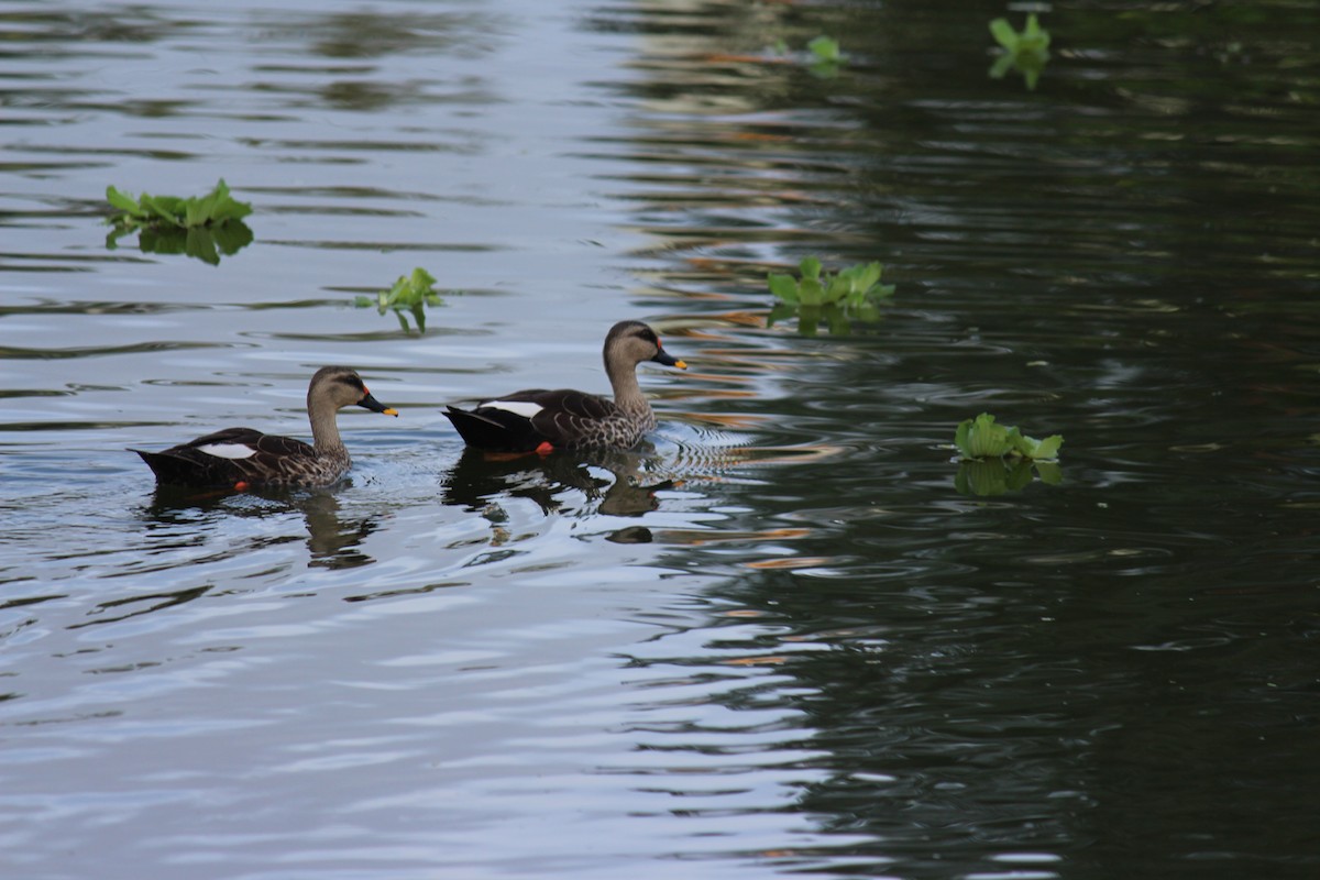 Indian Spot-billed Duck - ML610729455