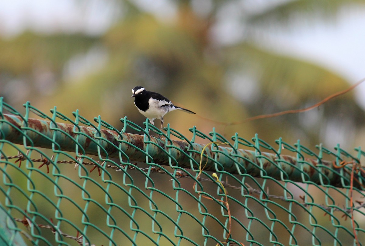 White-browed Wagtail - ML610729477