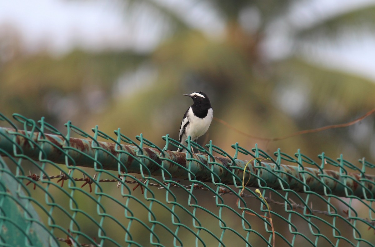 White-browed Wagtail - ML610729478