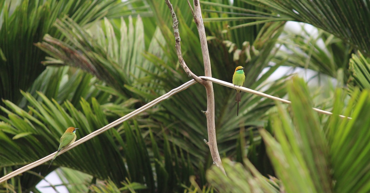 Asian Green Bee-eater - ML610729482