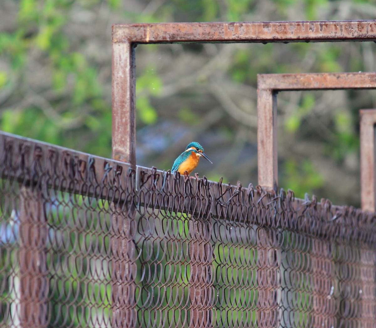 Common Kingfisher - ML610729494