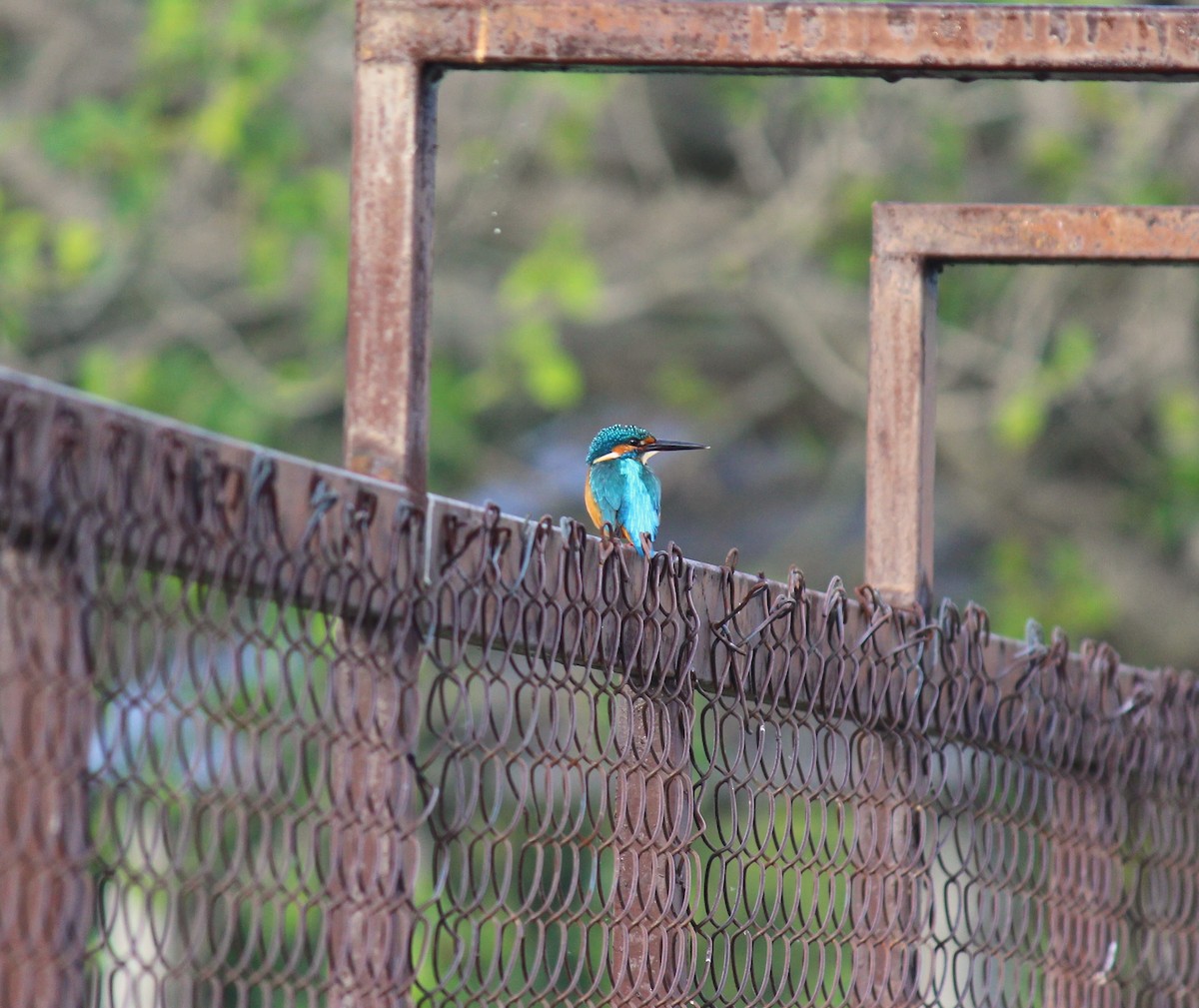 Common Kingfisher - ML610729495