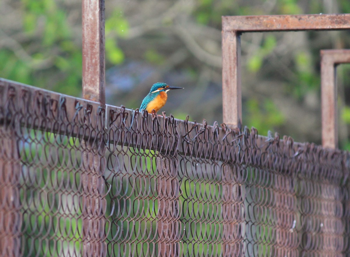 Common Kingfisher - ML610729496