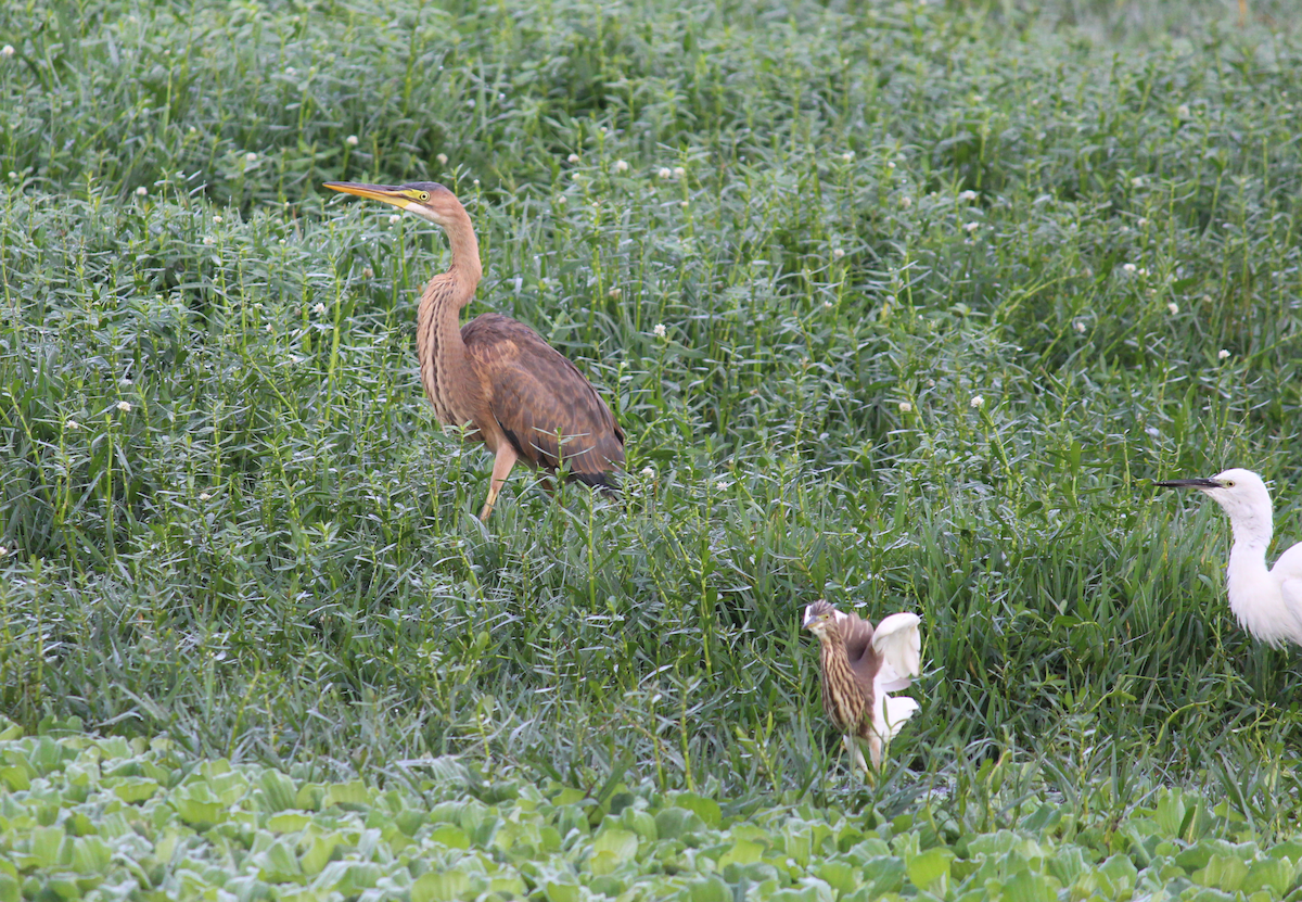 Purple Heron - ML610729520