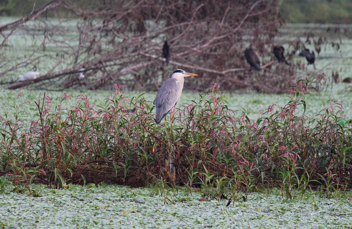 Gray Heron - ML610729522