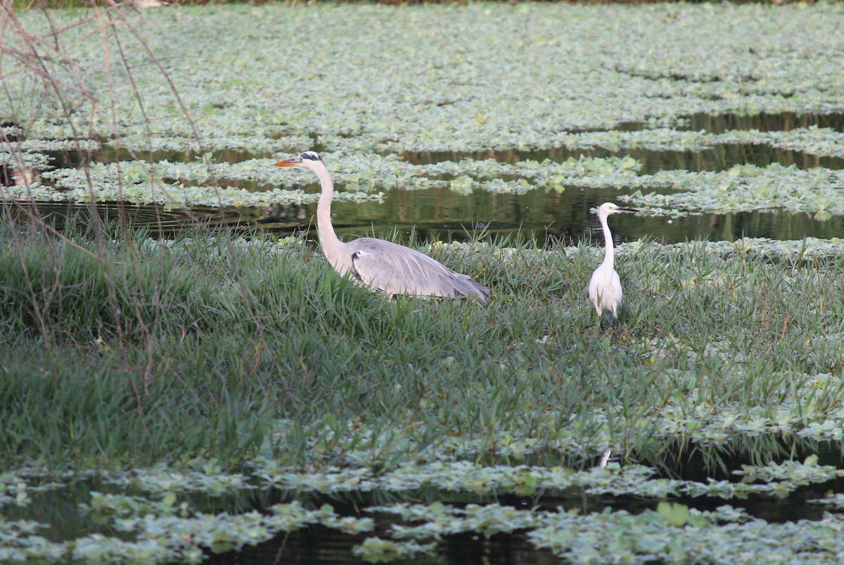 Gray Heron - ML610729523