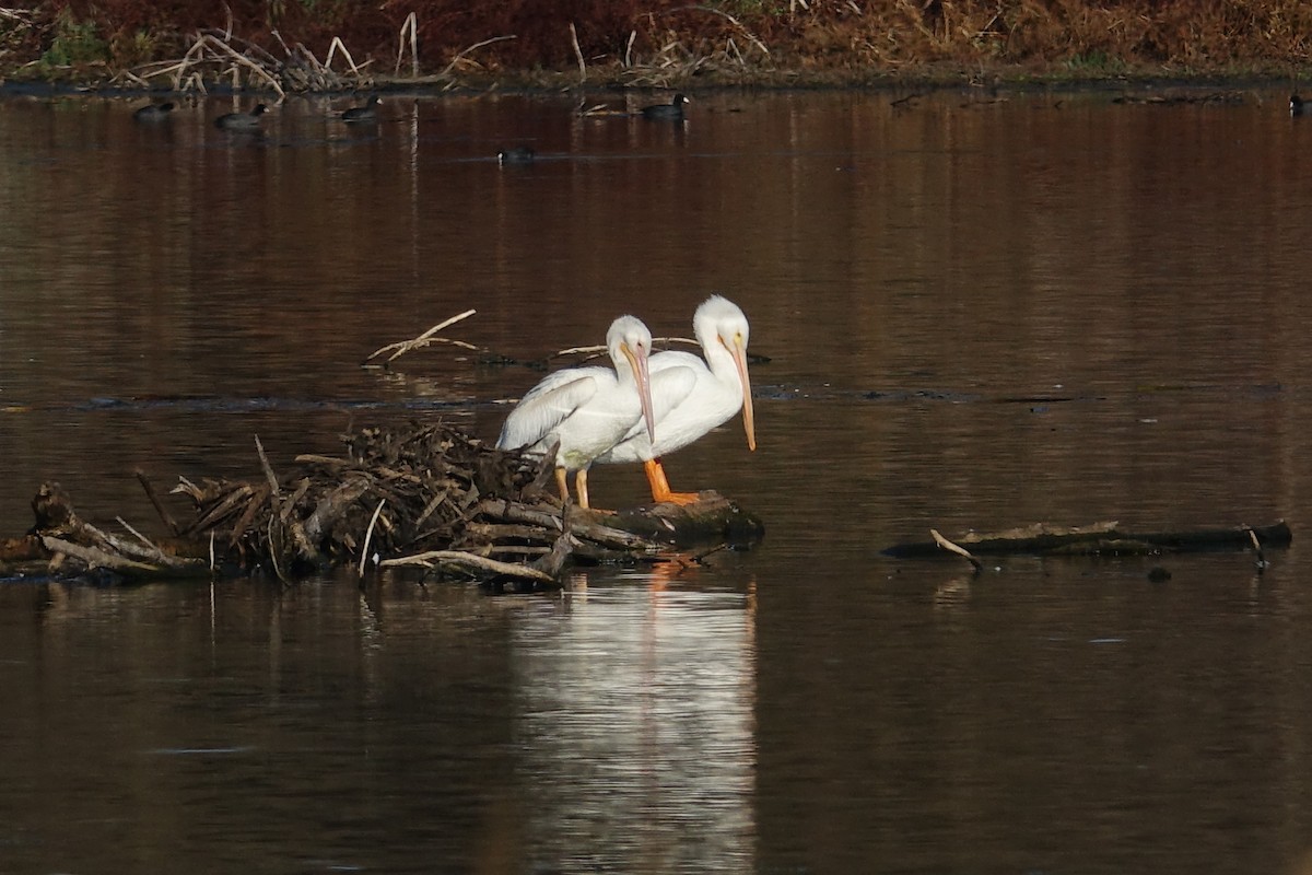 American White Pelican - ML610729594