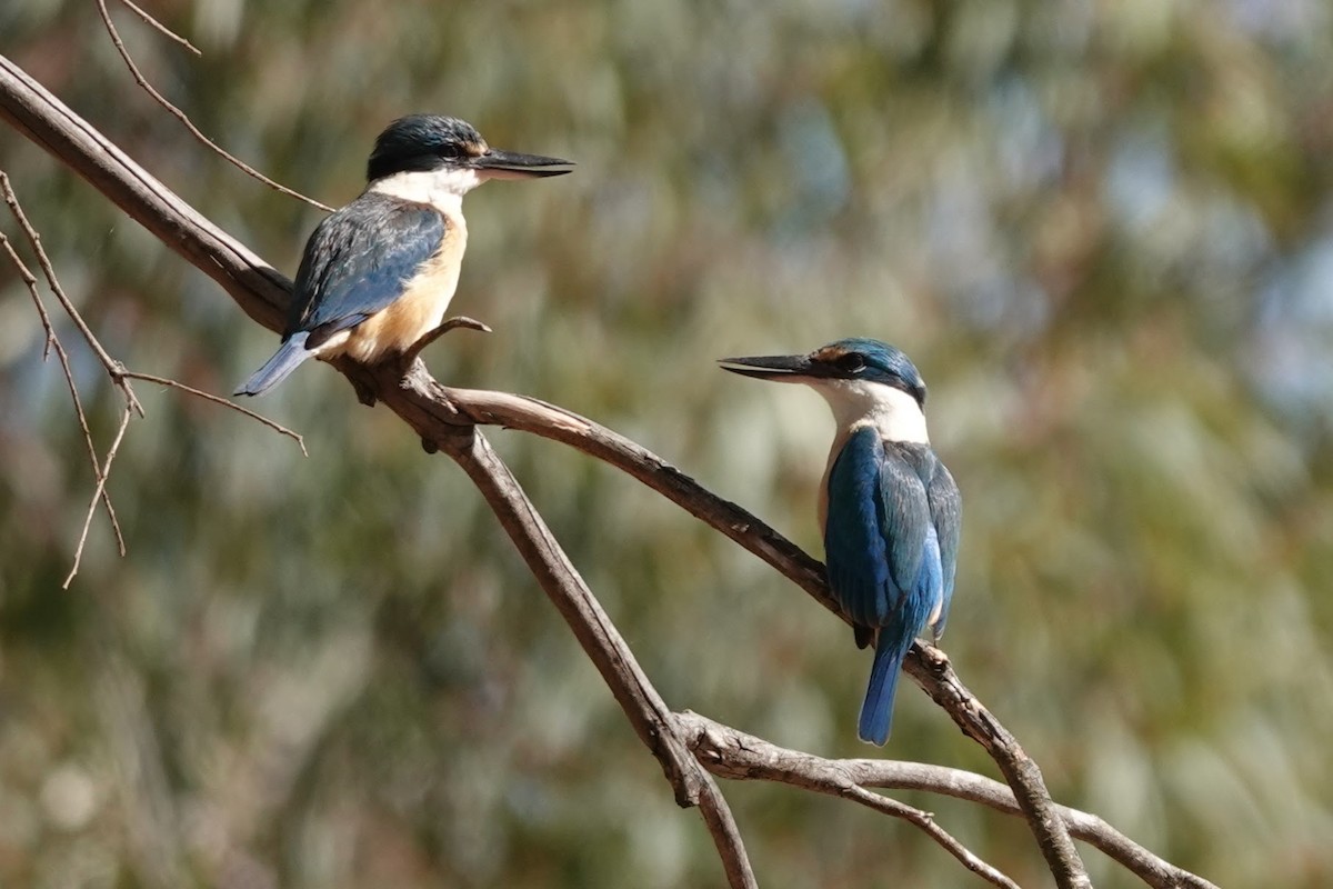 Sacred Kingfisher - ML610729630