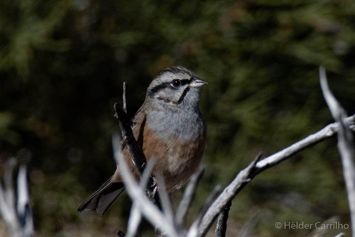 Rock Bunting - ML610729634