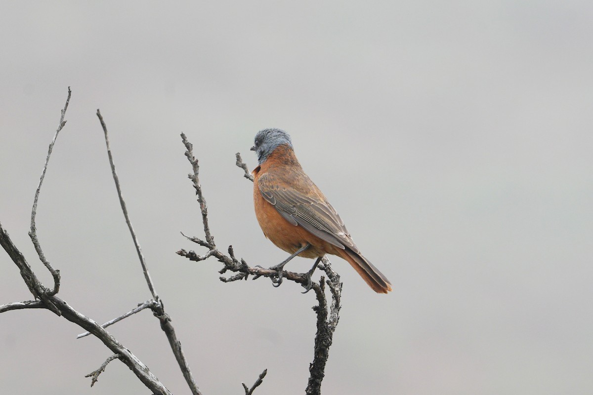 Cape Rock-Thrush - ML610729640