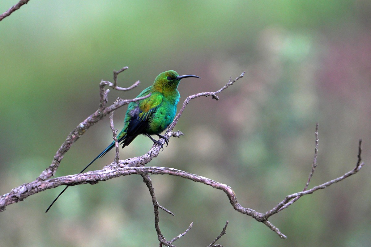 Malachite Sunbird - Dave Rimmer