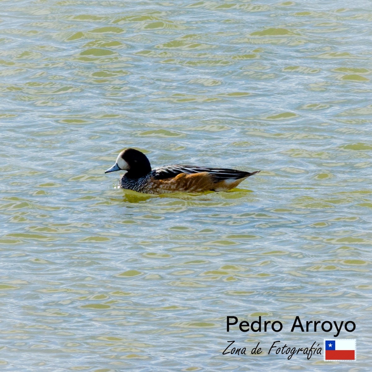 Chiloe Wigeon - ML610729710