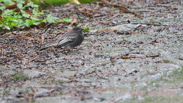 Black Phoebe - ML610729742