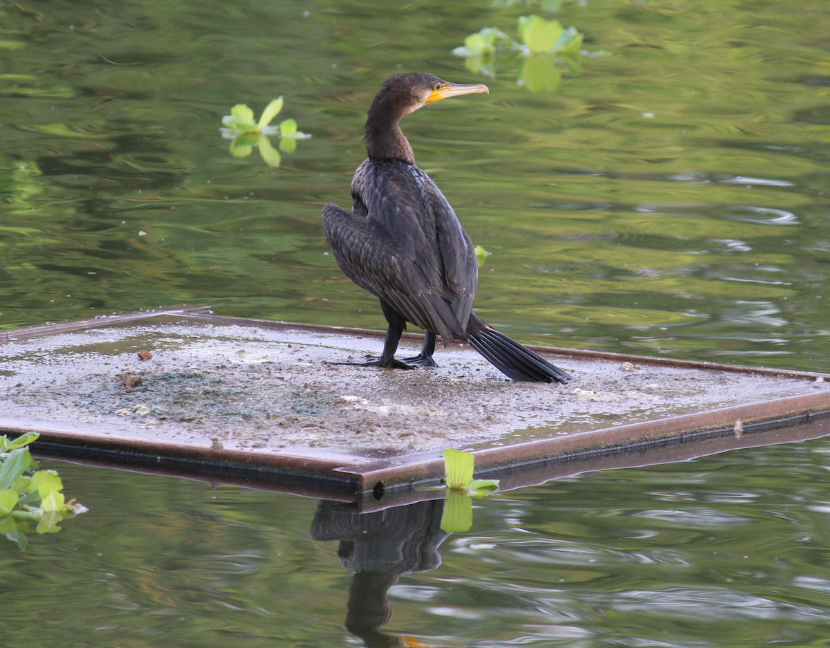 Great Cormorant - ML610729769