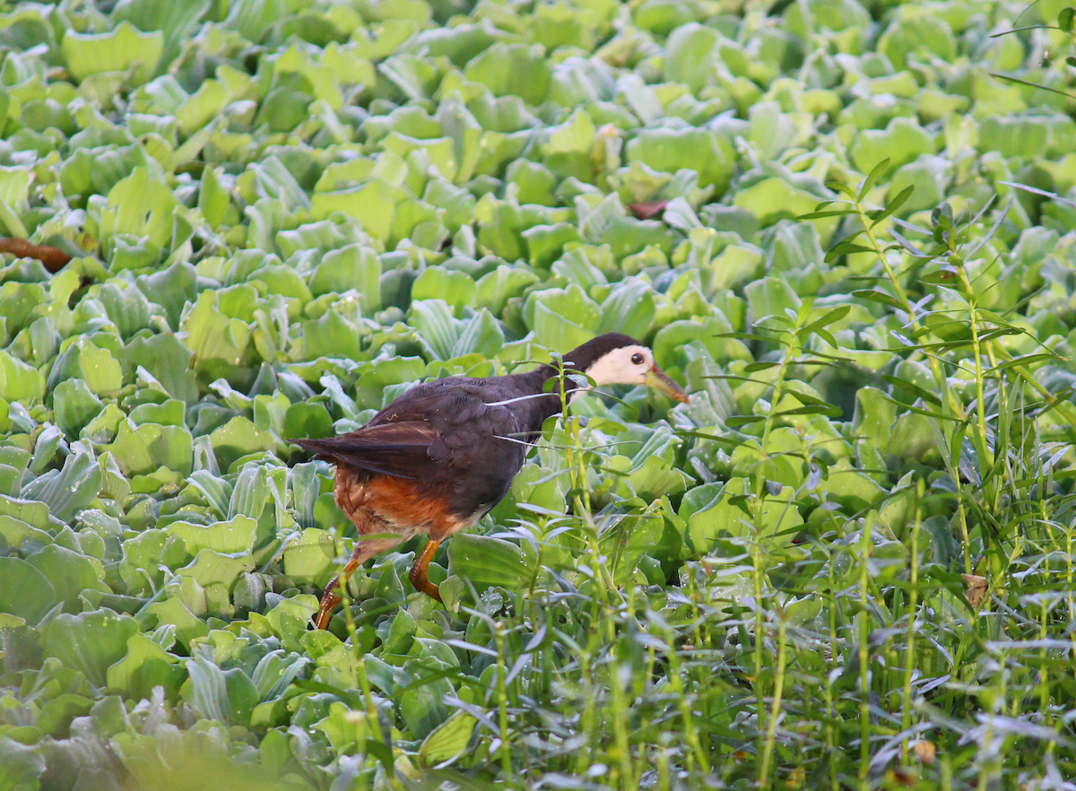 White-breasted Waterhen - ML610729775