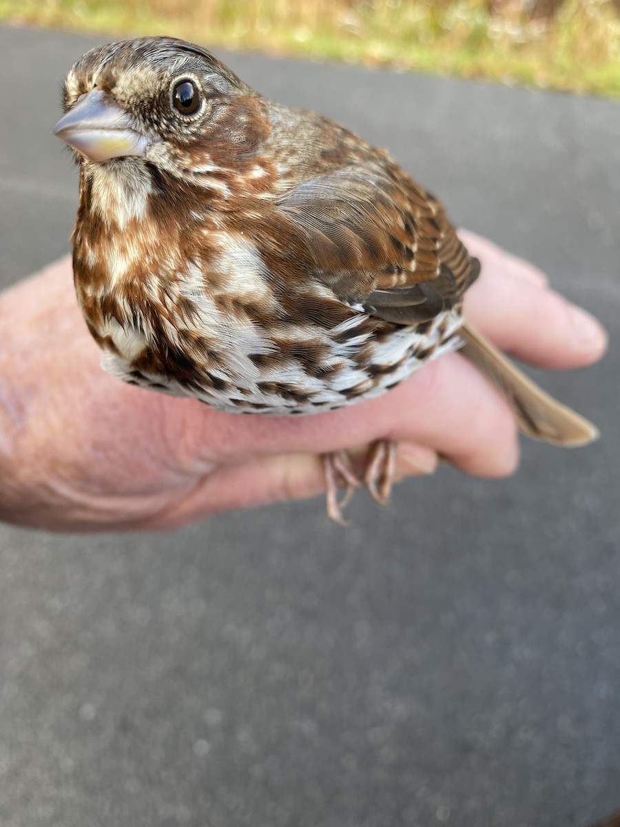 Fox Sparrow - James Berry