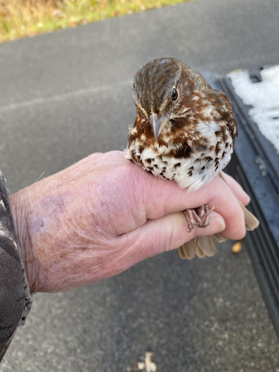 Fox Sparrow - James Berry