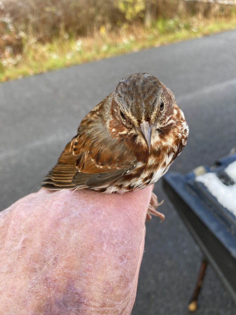 Fox Sparrow - ML610729807