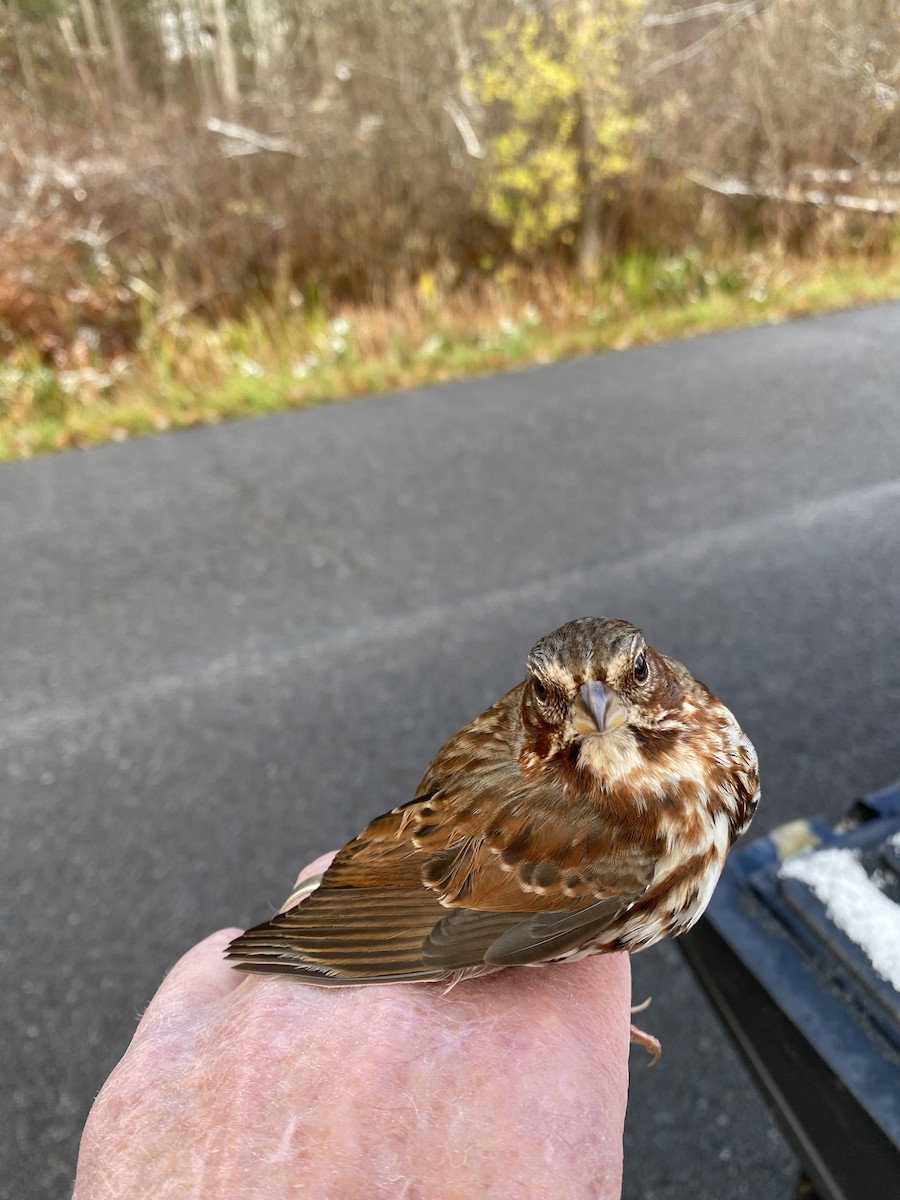 Fox Sparrow - ML610729809