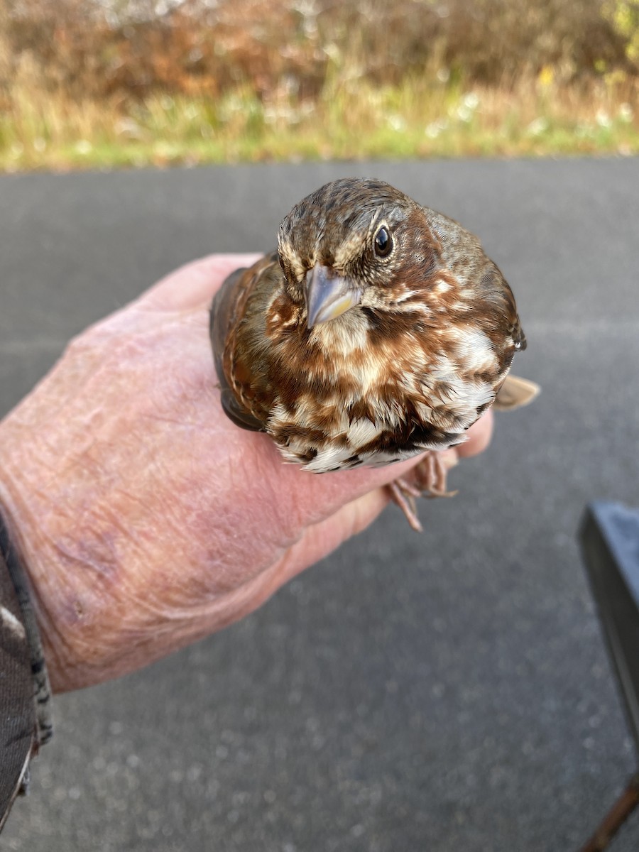 Fox Sparrow - James Berry