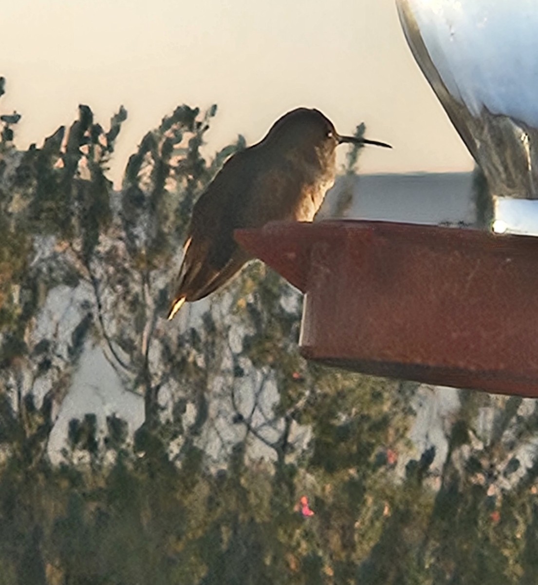 Rufous Hummingbird - ML610729814