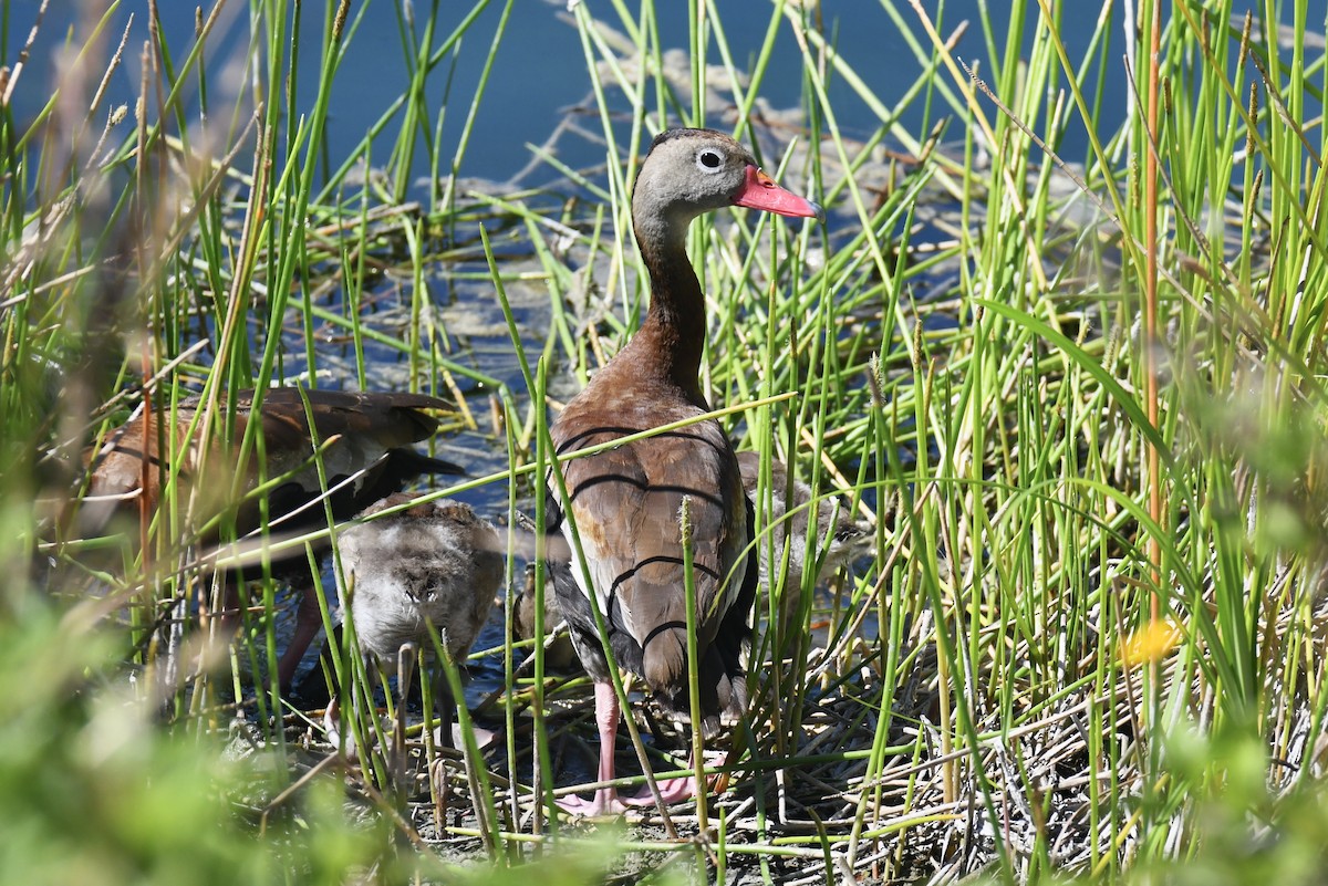 Dendrocygne à ventre noir - ML610729825