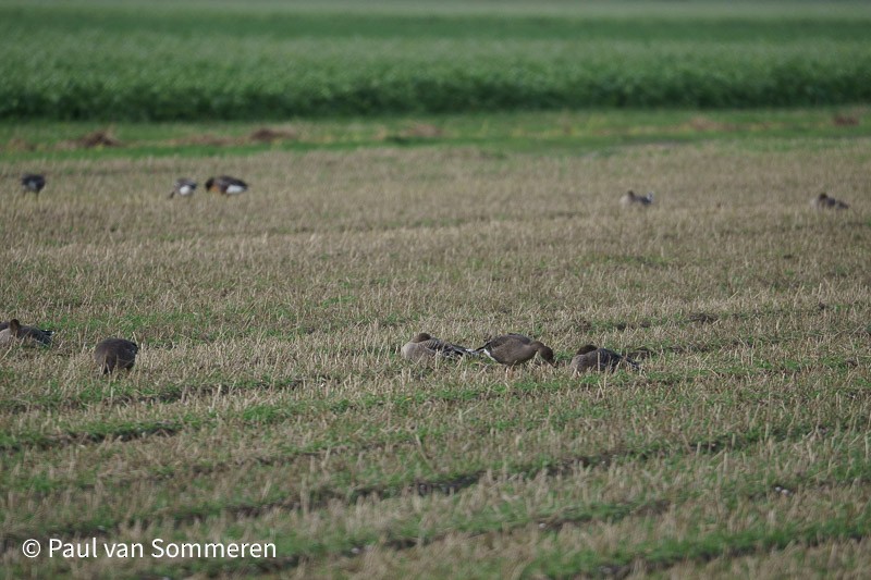 Pink-footed Goose - ML610729838