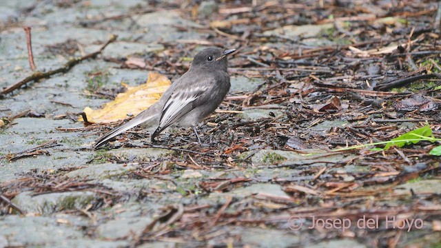 Black Phoebe - ML610729840