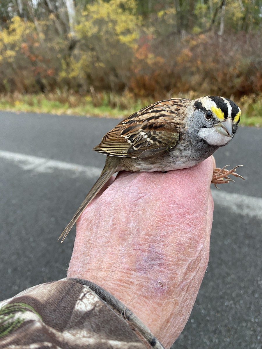 White-throated Sparrow - James Berry