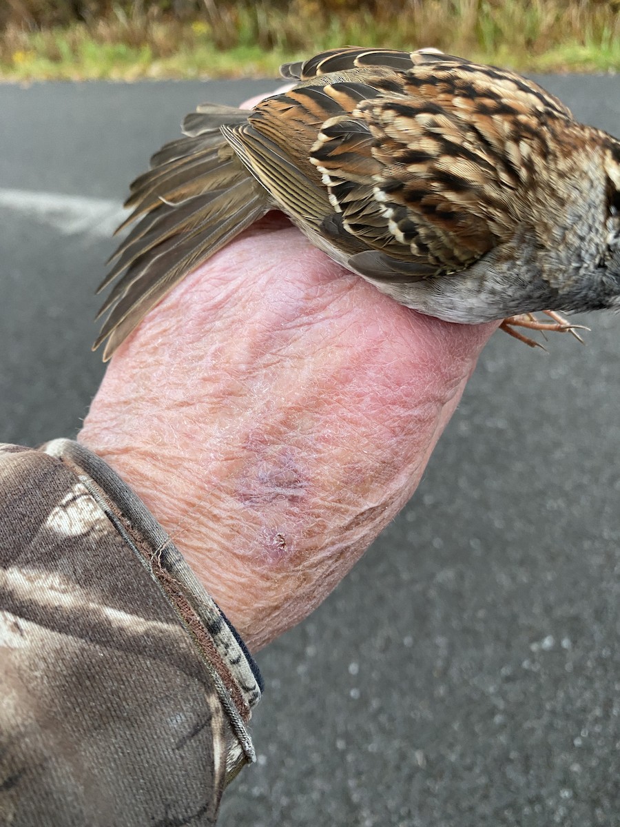 White-throated Sparrow - ML610729905