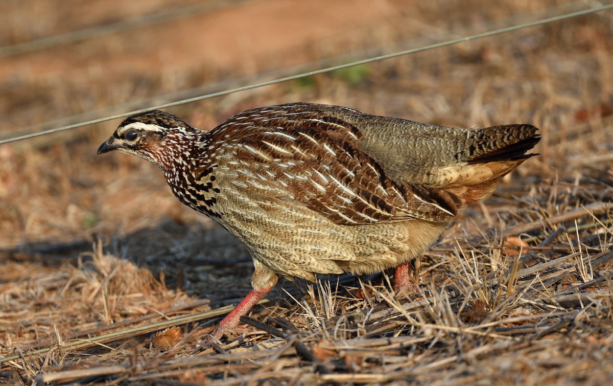 Crested Francolin - ML610729933