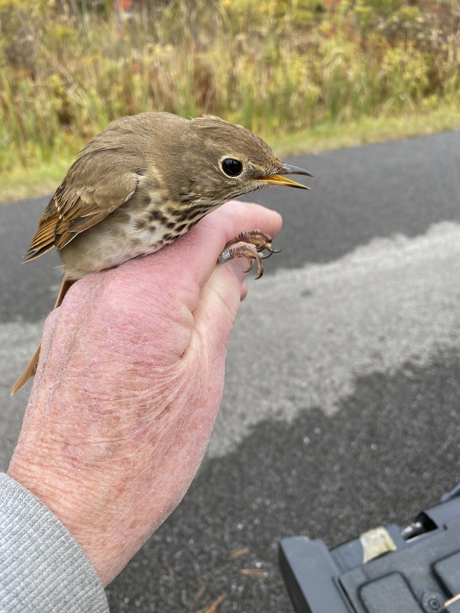 Hermit Thrush - James Berry