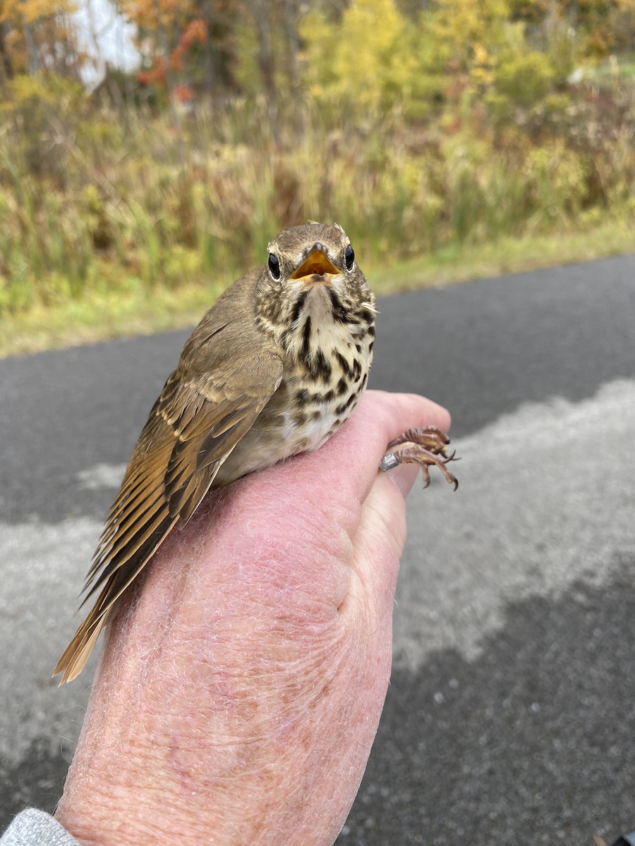 Hermit Thrush - ML610730001