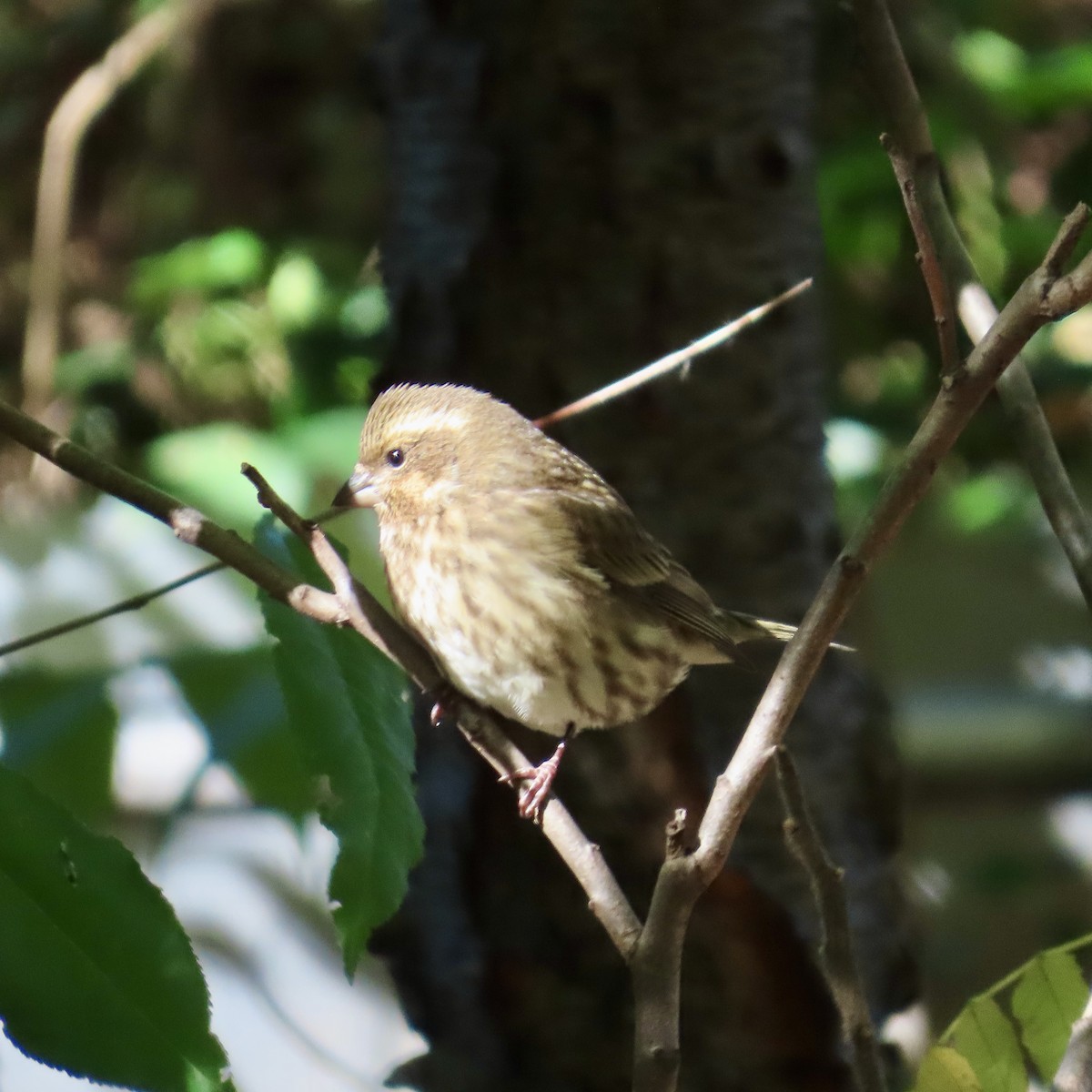 Purple Finch - ML610730097