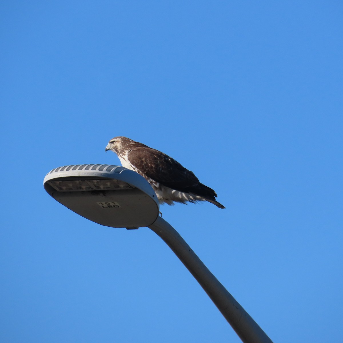 Red-tailed Hawk (borealis) - ML610730111