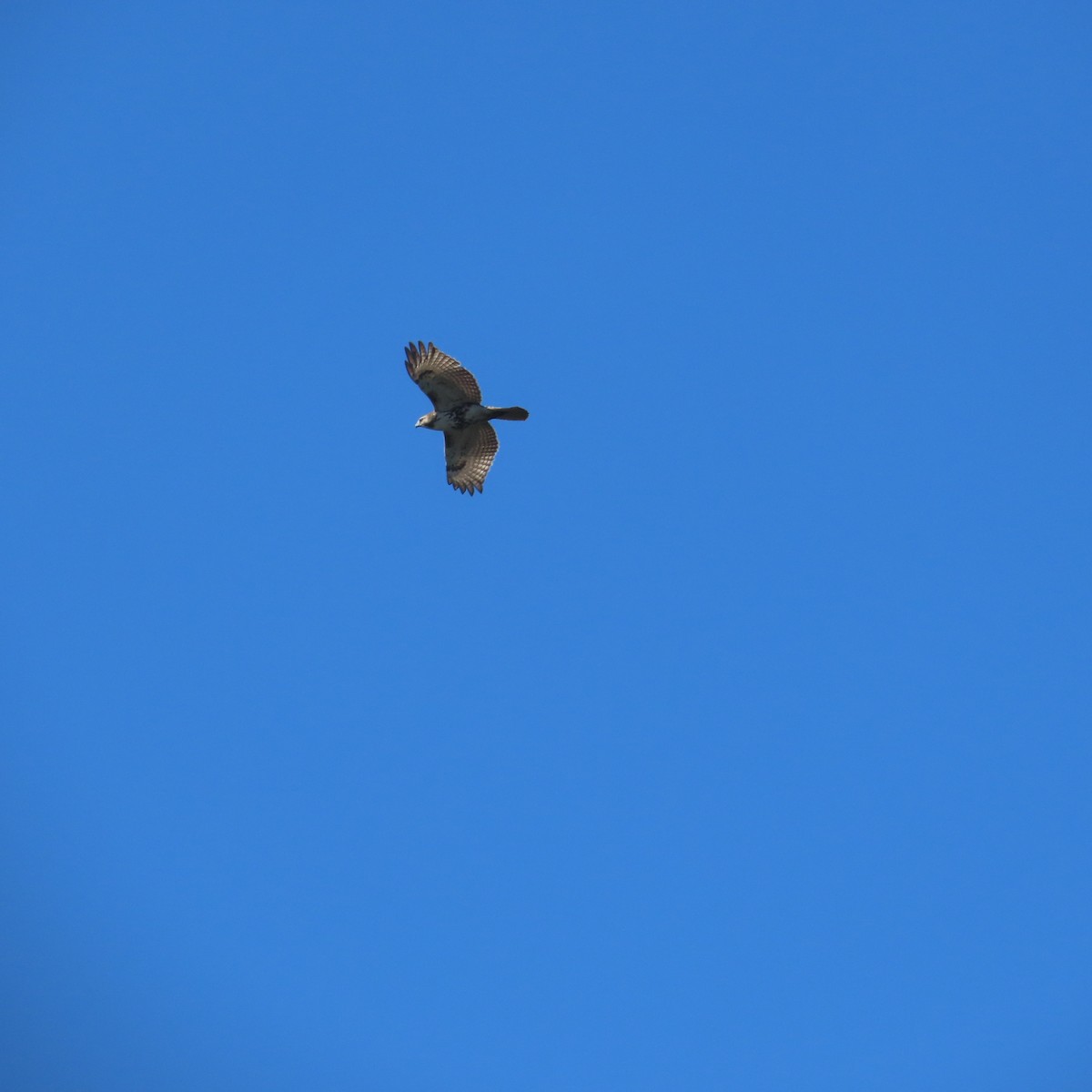 Red-tailed Hawk (borealis) - ML610730113