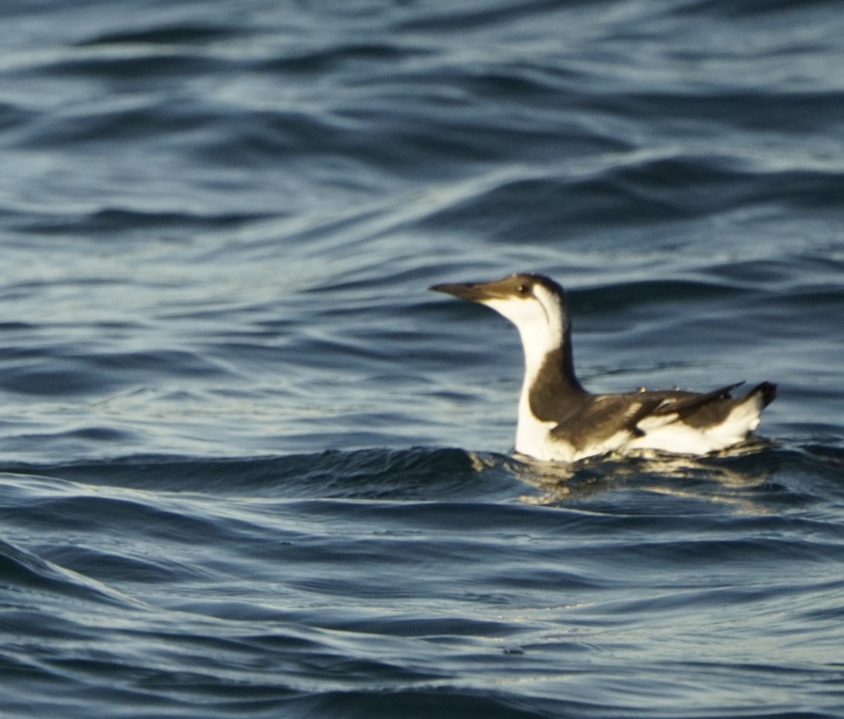 Common Murre - Taylor Driggs