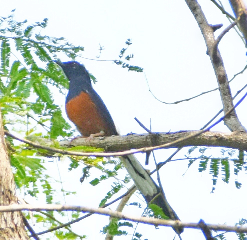 White-rumped Shama (Long-tailed) - Dilip Savalia
