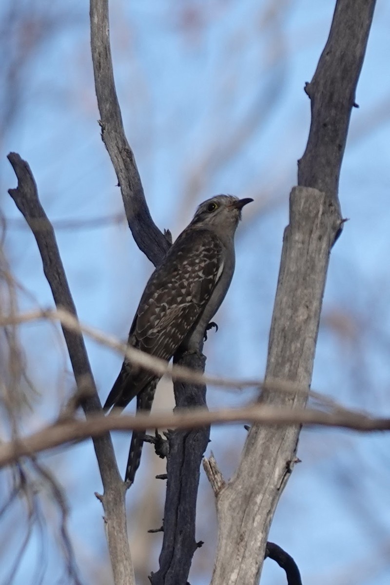 Pallid Cuckoo - Brecht Caers