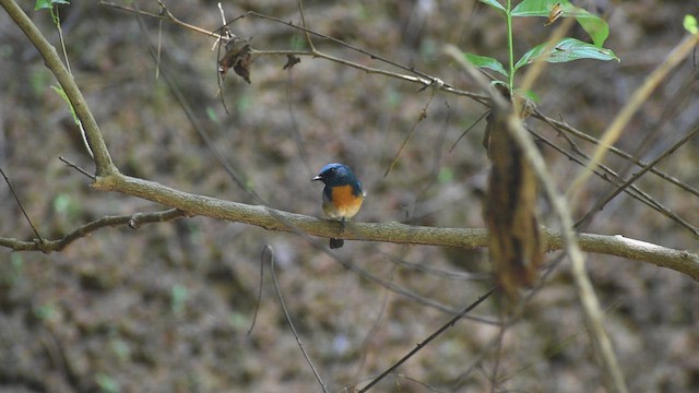 Blue-throated Flycatcher - ML610730230