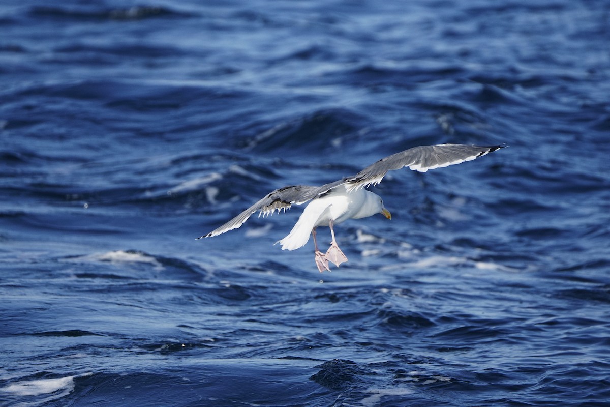 Western Gull - Taylor Driggs