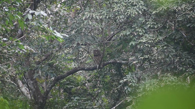 Brown Fish-Owl - ML610730410