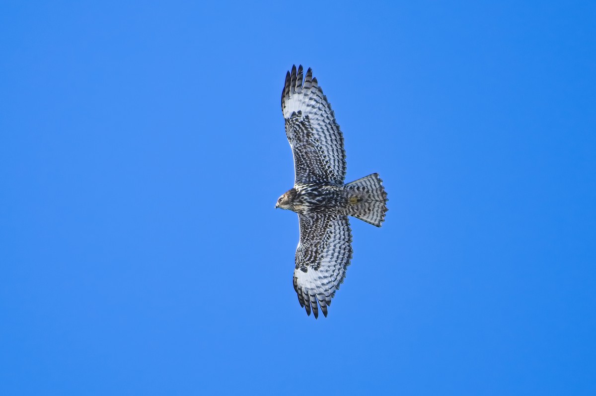 Red-tailed Hawk (Harlan's) - Calvin S