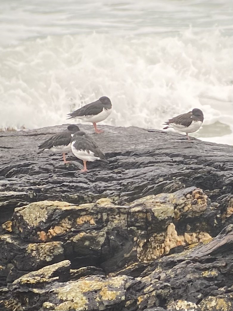 Eurasian Oystercatcher - ML610730487