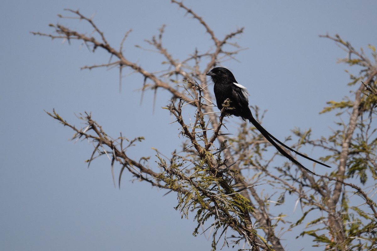 Magpie Shrike - ML610730613