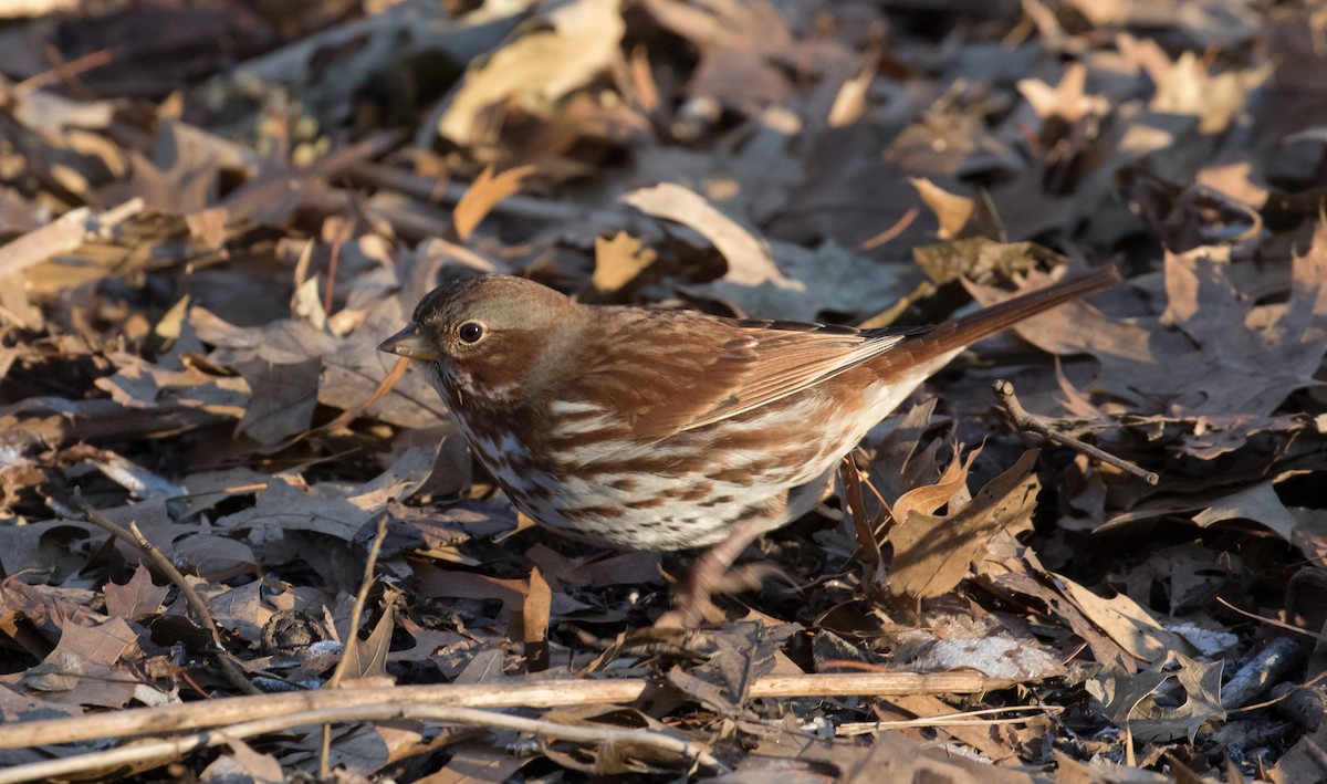 Fox Sparrow - ML610730628